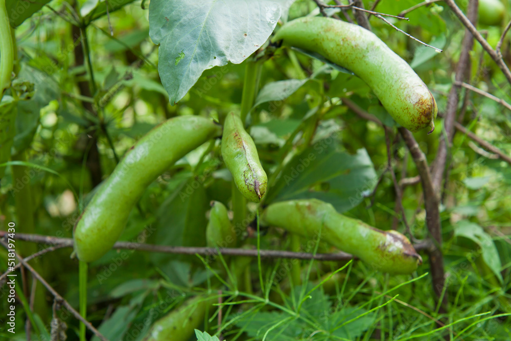 Broad bean plants in the organic vegetable garden - pods ready for harvest. Broad bean plants in the organic vegetable garden - pods ready for harvest.