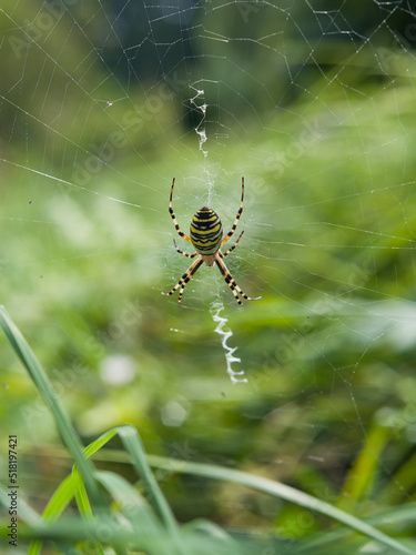 Canvas Print Wild naturalistic garden with wasp spider -  place for the insects in the longer grass