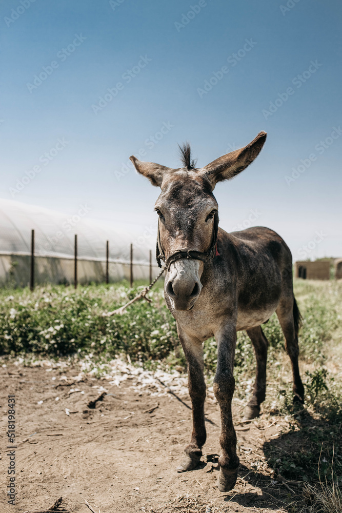 Portrait of curious dark brown donkey on the blurry background of a meadow and greenhouse outdoors. Cute funny animal outdoors at the eco countryside farm on sunny day. Beautiful pet. Peaceful picture Portrait of curious dark brown donkey on the blurry background of a meadow and greenhouse outdoors. Cute funny animal outdoors at the eco countryside farm on sunny day. Beautiful pet. Peaceful picture