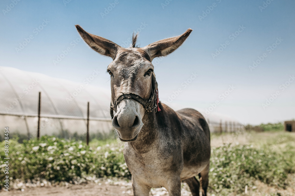 Portrait of curious dark brown donkey on the blurry background of a meadow and greenhouse outdoors. Cute funny animal outdoors at the eco countryside farm on sunny day. Beautiful pet. Peaceful picture Portrait of curious dark brown donkey on the blurry background of a meadow and greenhouse outdoors. Cute funny animal outdoors at the eco countryside farm on sunny day. Beautiful pet. Peaceful picture