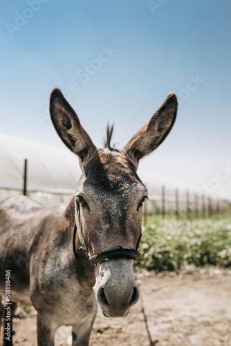 Portrait of curious dark brown donkey on the blurry background of a meadow and greenhouse outdoors. Cute funny animal outdoors at the eco countryside farm on sunny day. Beautiful pet. Peaceful picture