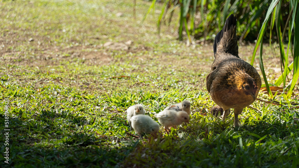 Galinha caipira, pastando com seus pintinhos Galinha caipira, pastando com seus pintinhos