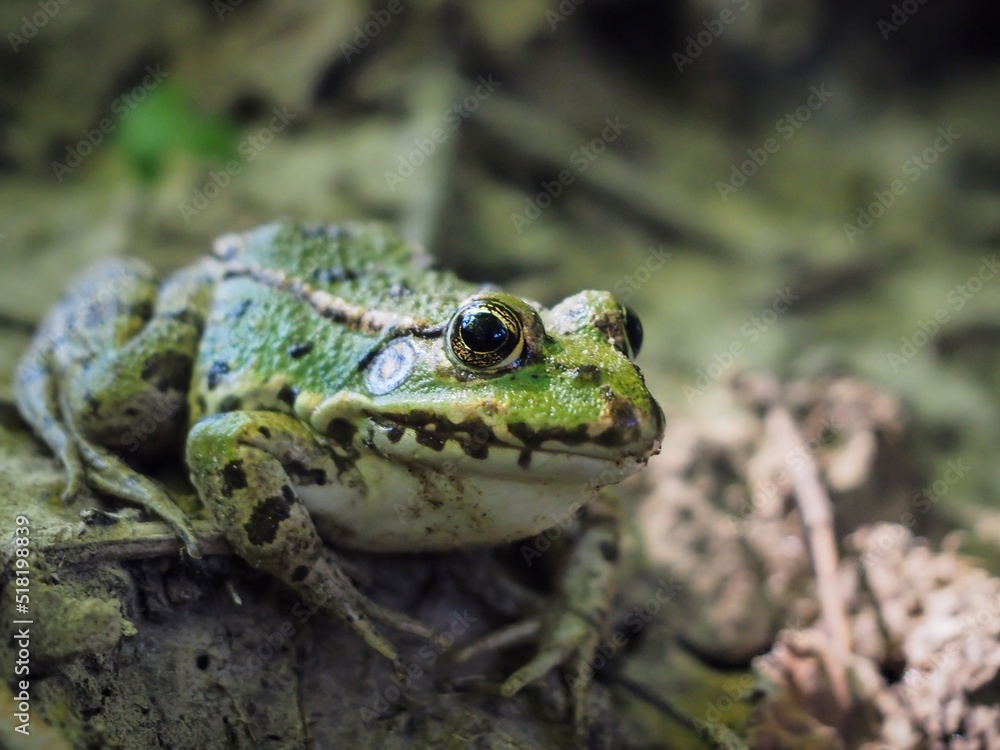 Grenouille verte sur le sol d'une forêt Grenouille verte sur le sol d'une forêt