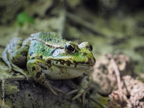 Grenouille verte sur le sol d'une forêt 