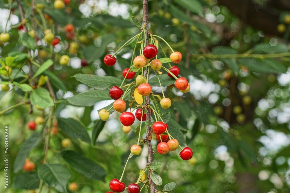a lot of red yellow cherry berries on a thin branch with green leaves on a tree in a summer garden