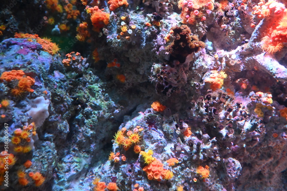 Under Water View of the Ocean, Coral Reef and Fishes