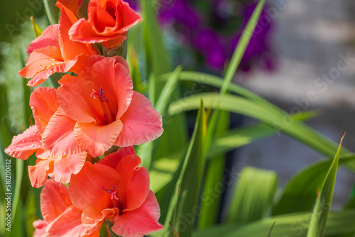 Beautiful close up view of orange gladiolus flowers on blurred green leaves and purple flowers on background. 