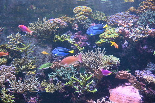 Fototapeta Naklejka Na Ścianę i Meble -  Under Water View of the Ocean, Coral Reef and Fishes