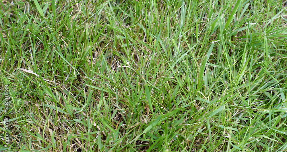 Photo of grass for use as a background or texture Photo of grass for use as a background or texture
