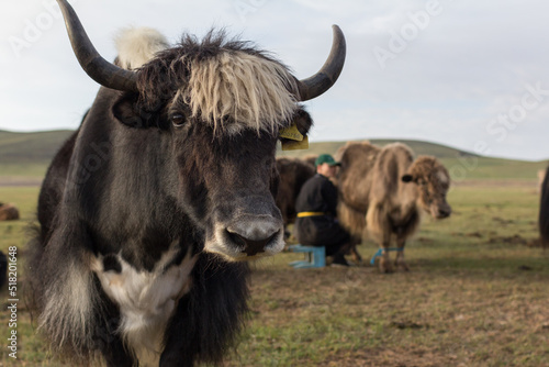 The mongolian domestic yak 1 (Bos grunniens)