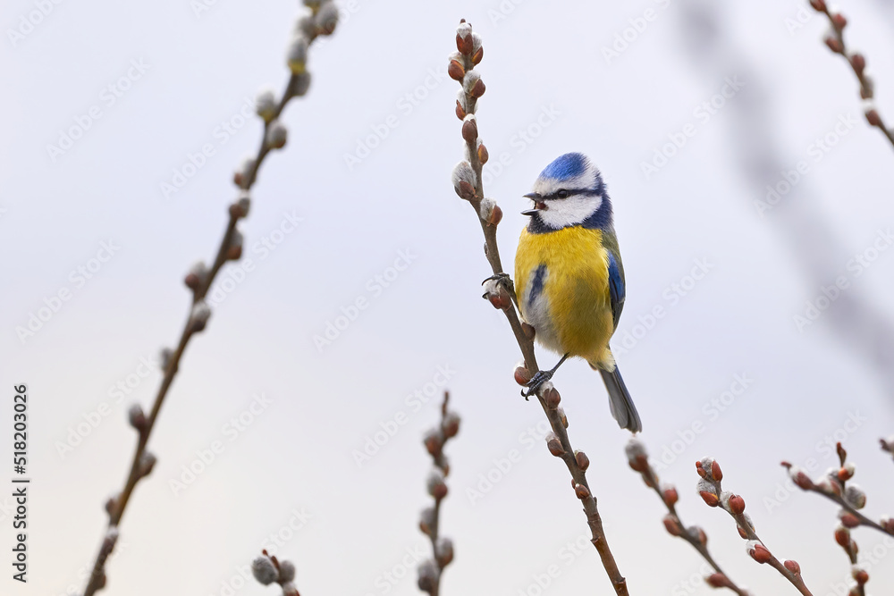 Obraz premium Eurasian blue tit sitting on a catkin or ament flower and sing ( Cyanistes caeruleus )