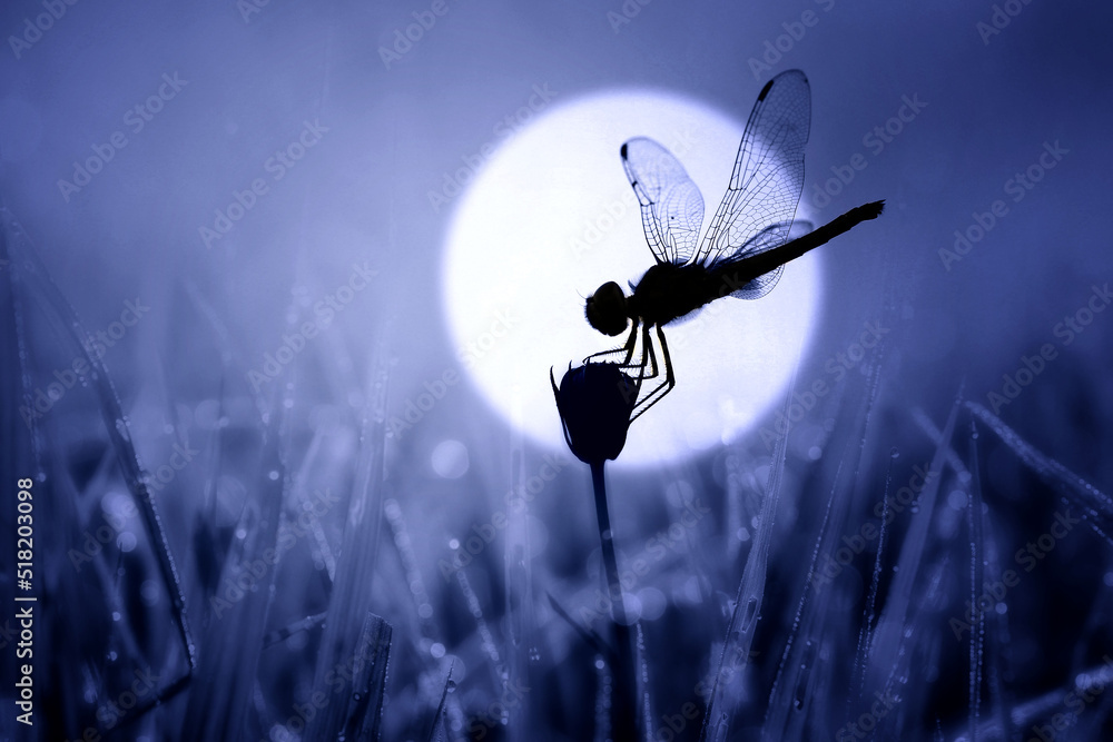 dragonfly on a blade of grass - obrazy, fototapety, plakaty 