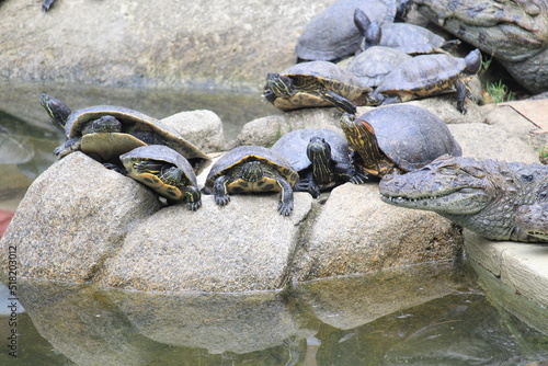 A group of water turtles photo