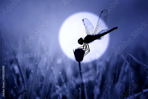 dragonfly on a blade of grass photo