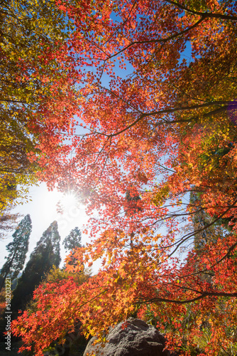 環境芸術の森の紅葉（佐賀県唐津市）