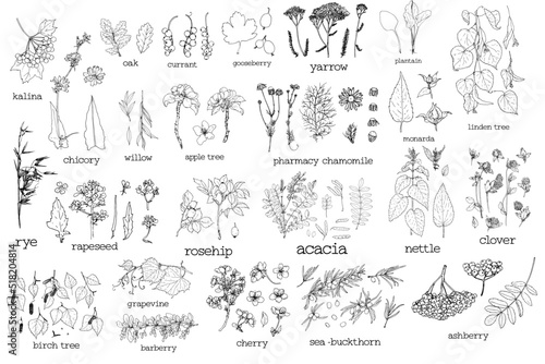 A set of medicinal plants and trees of leaves and fruits with names, in sketch style. Chamomile, clover, birch, viburnum nettle and acacia, with rosehip and oak. Sea buckthorn , rye and currant