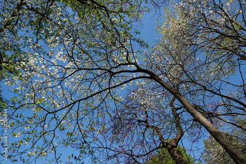 Canvas Print Spring in Meadowlark Gardens;  Vienna, Virginia