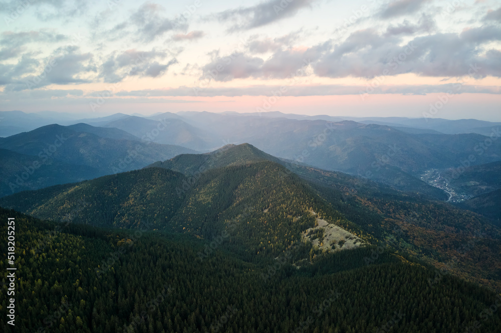 Aerial view of foggy evening over high peak with dark pine forest trees at bright sunset. Amazingl scenery of wild mountain woodland at dusk
