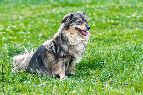 A close shot of a happy Mini Australian Shepard dog sitting on grass on a sunny day.