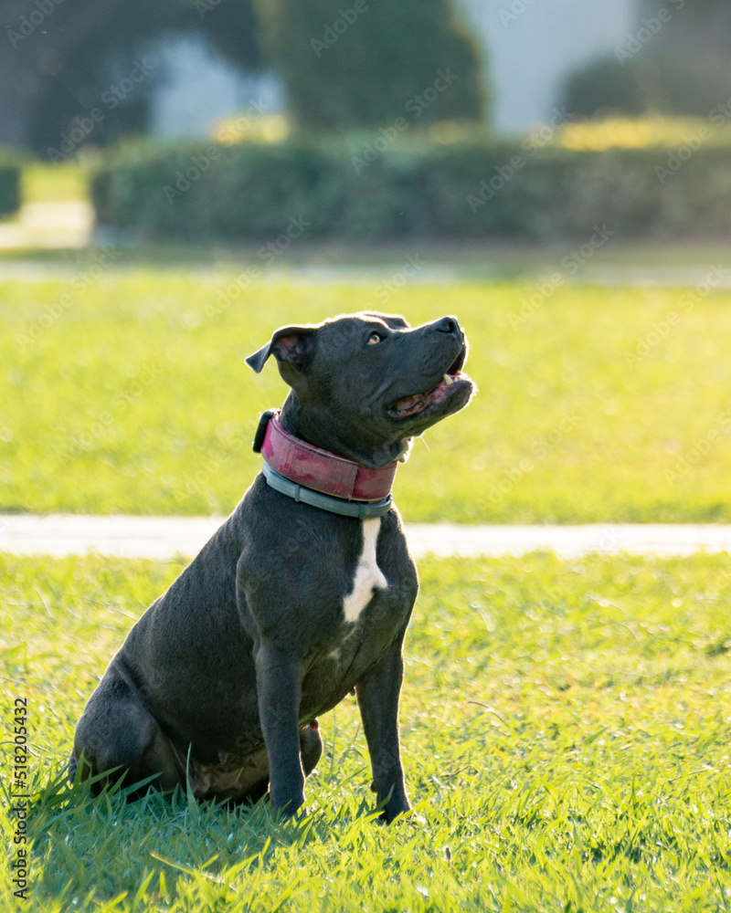 A cute Pit Bull dog playing in park on grass in a sunny day.
