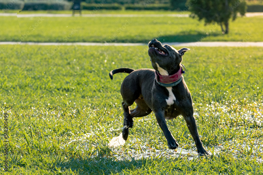 A cute Pit Bull dog playing in park on grass in a sunny day. A cute Pit Bull dog playing in park on grass in a sunny day.