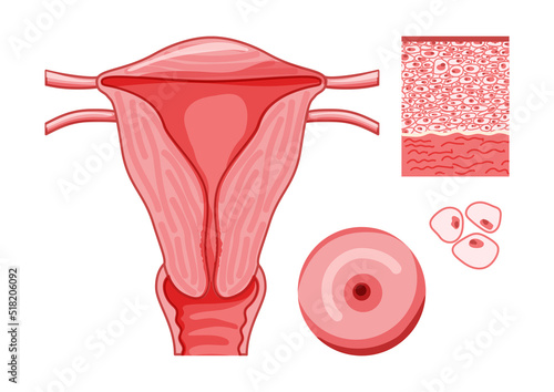 Female reproductive system with cels and parts Frontal view in a cut. Human anatomy internal organs location scheme uterus vagina icon. Vector medical illustration flat pink red color concept isolated