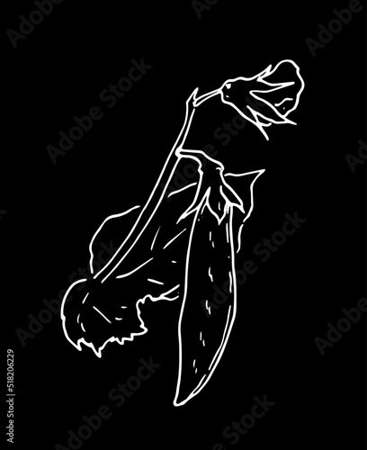 pea plants. part of a bean-style sketch plant with leaves and flowers of a pea pod, isolated white outline on black vintage for a design template