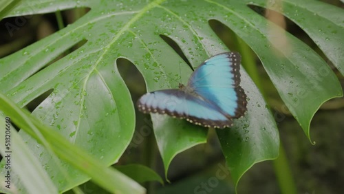 a slow motion rear view of a blue morpho butterfly opening and closing its wings while resting on a leaf in costa rica photo