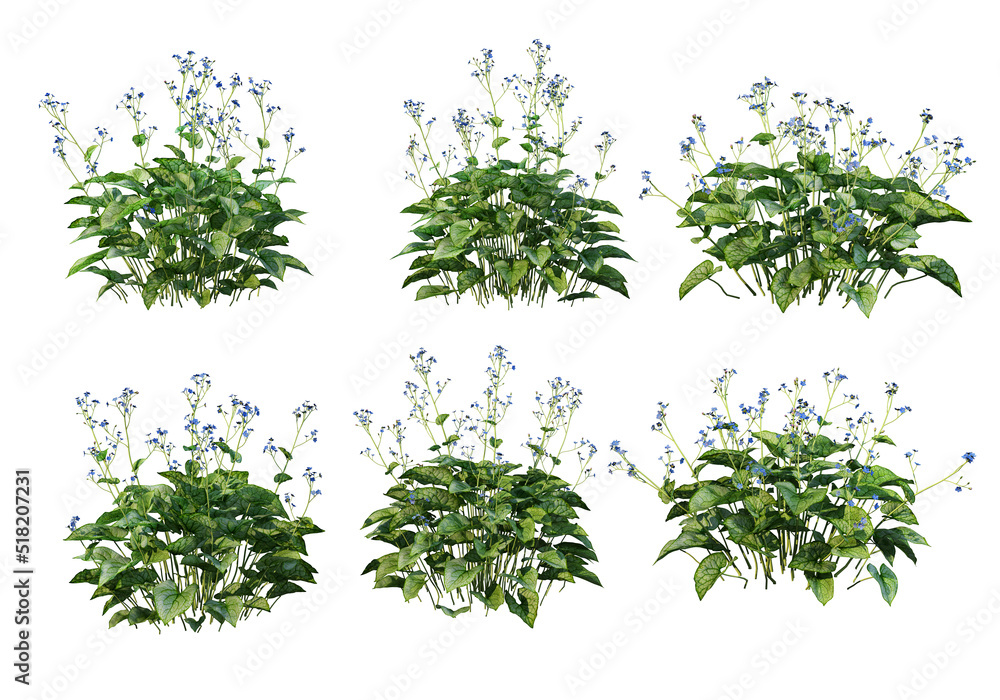 Plants and flowers on a white background Plants and flowers on a white background