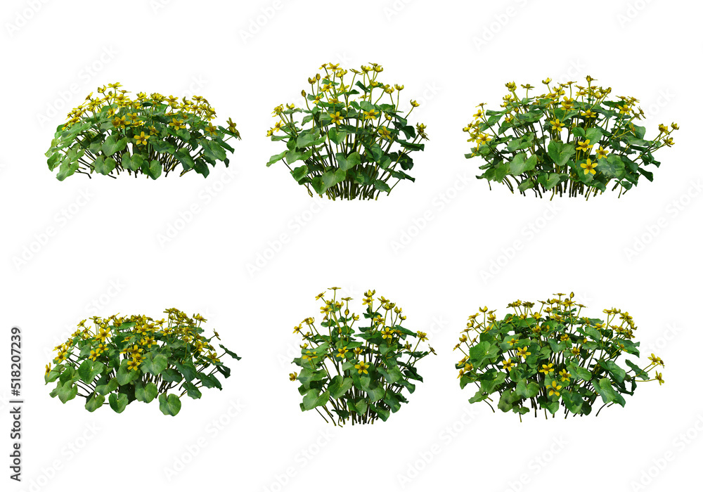 Obraz premium Plants and flowers on a white background