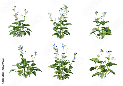 Plants and flowers on a white background