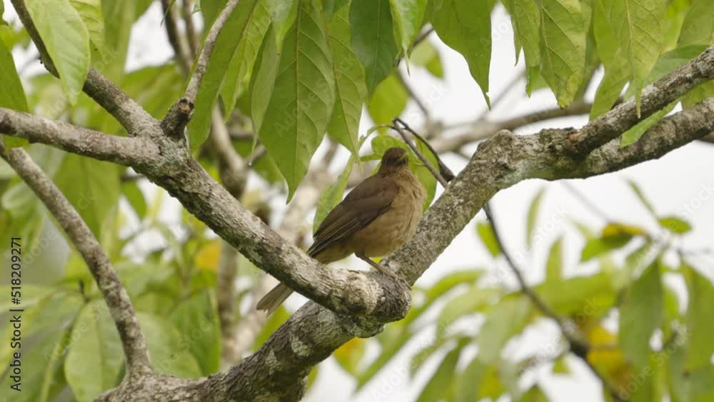 a high frame rate side on shot of a clay-colored thrush perched on a branch at boca tapada in costa rica a high frame rate side on shot of a clay-colored thrush perched on a branch at boca tapada in costa rica