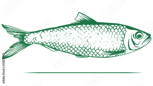 herring or sardine fish drawing illustration for food, seafood, frozen food, canned fish & restaurant photo