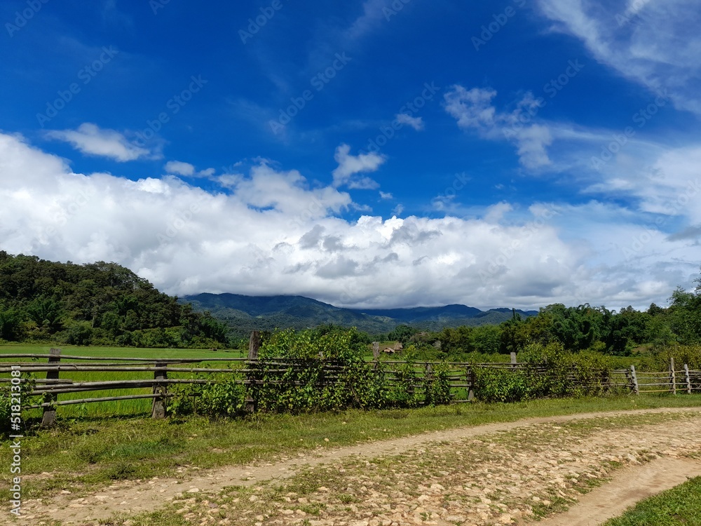 Fototapeta premium vineyard