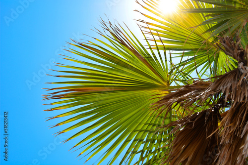 Palms in Israel