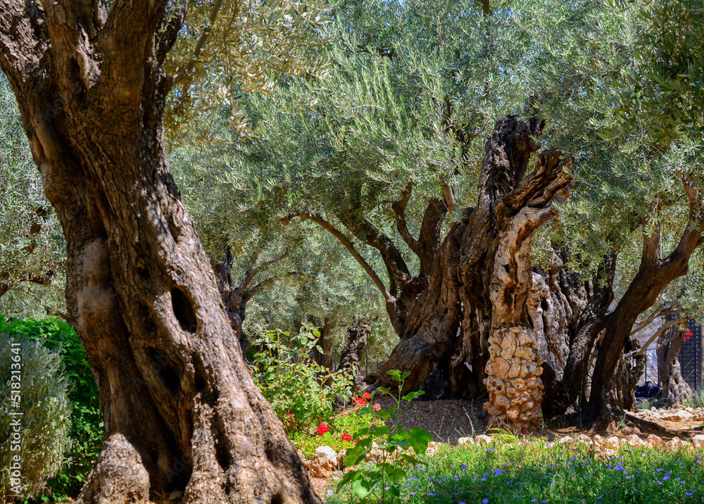 Garden of Gethsemane, Holy Land