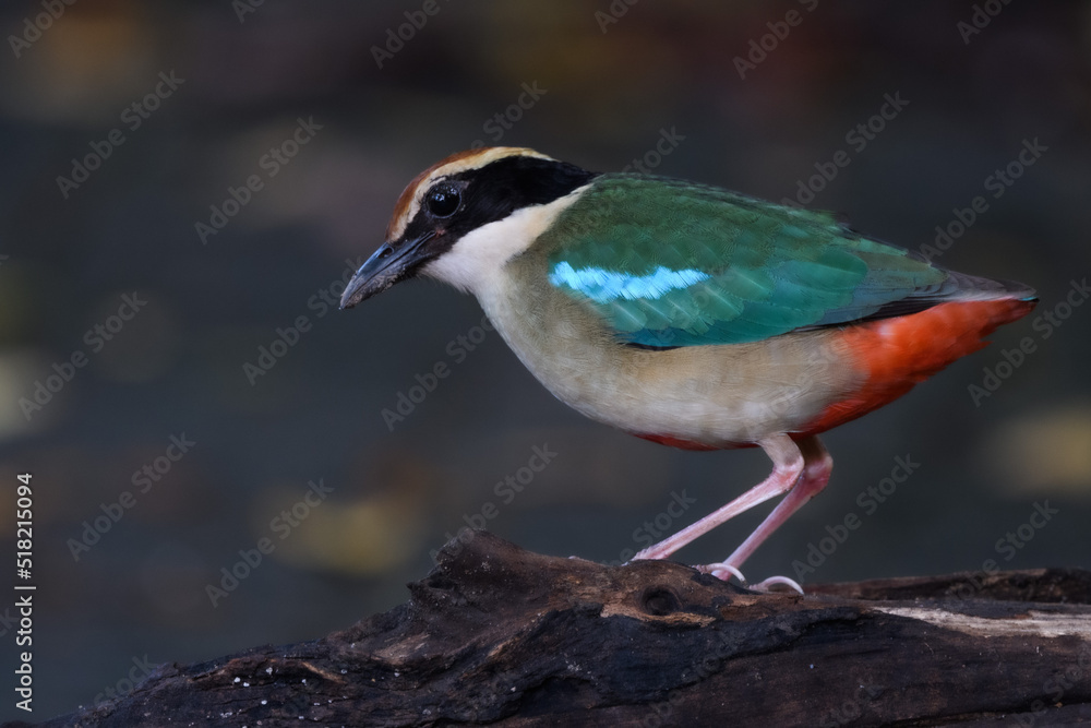 A beautiful colorful bird perched on a moss log in the morning sunlight. Fairy pitta. A beautiful colorful bird perched on a moss log in the morning sunlight. Fairy pitta.