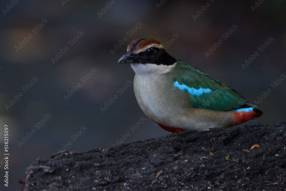 Obraz premium A beautiful colorful bird perched on a moss log in the morning sunlight. Fairy pitta.