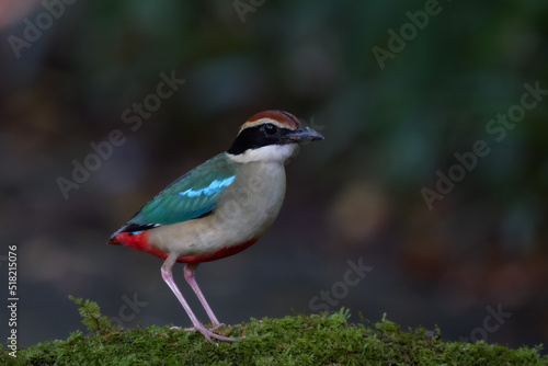 A beautiful colorful bird perched on a moss log in the morning sunlight. Fairy pitta.