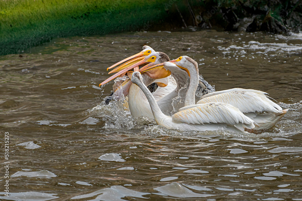 A group of American white pelicans are fighting for a fish captured by one of them A group of American white pelicans are fighting for a fish captured by one of them