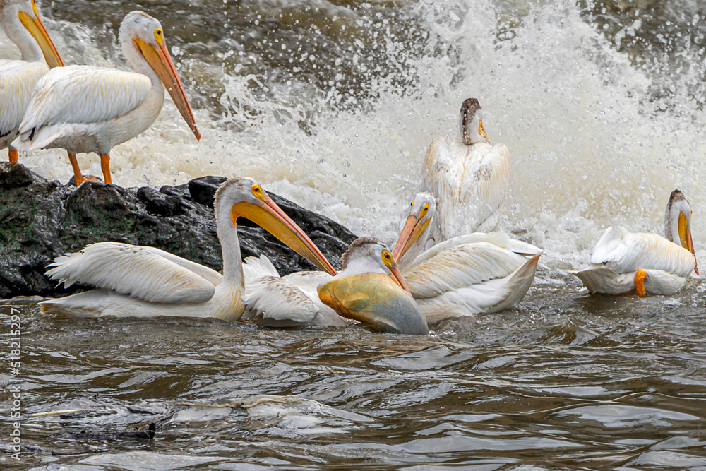 A group of American white pelicans are fighting for a fish captured by one of them A group of American white pelicans are fighting for a fish captured by one of them