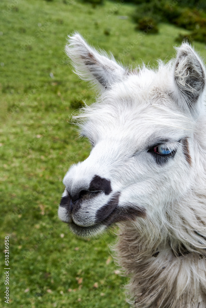 White llama with brown light blue eyes White llama with brown light blue eyes