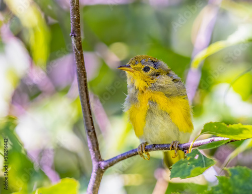 Juveline American Yellow Warbler perched on a tree photo