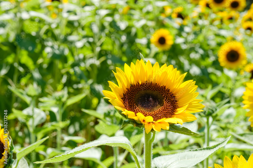 青空と白い雲とひまわり畑　奈良県馬見丘陵公園
