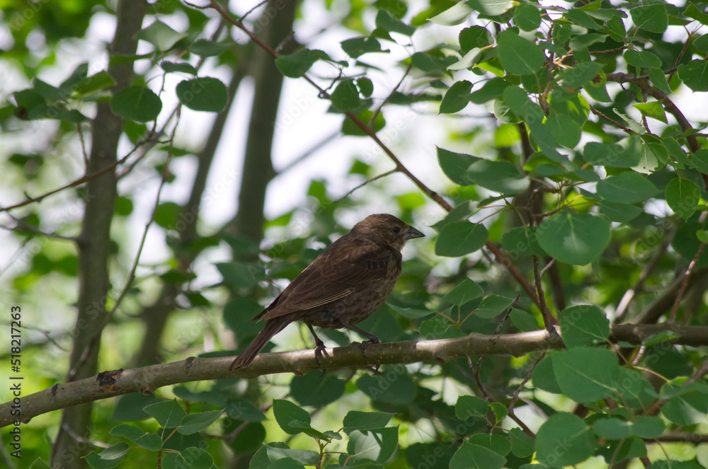 Small Sparrow on a Branch Small Sparrow on a Branch