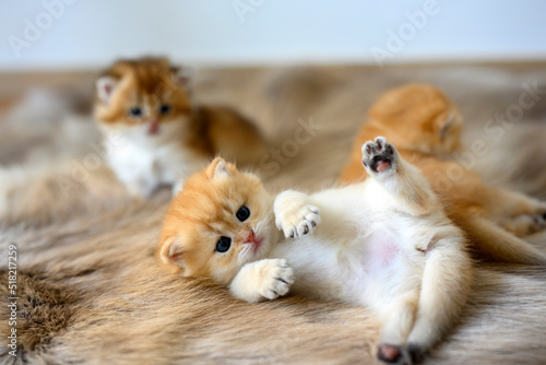 Fototapeta Naklejka Na Ścianę i Meble -  A kitten lies supine on a brown woolen carpet. Innocent looking kitten. British Shorthair, pure and beautiful, golden bloodline. Adorable, posing comfortably with legs spread on soft fur.