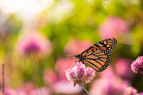 monarch butterfly  Danaus plexippus  feeds on pink flowers. USA. Maine.