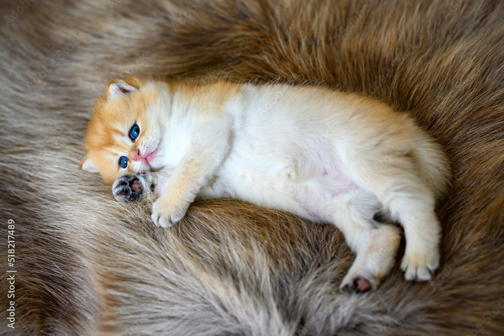 A kitten lying on a brown fur rug is posing on its side. British Short Hair Golden Hair His innocent face was sleepy, his eyes drooping, his expression about to fall asleep. A kitten lying on a brown fur rug is posing on its side. British Short Hair Golden Hair His innocent face was sleepy, his eyes drooping, his expression about to fall asleep.