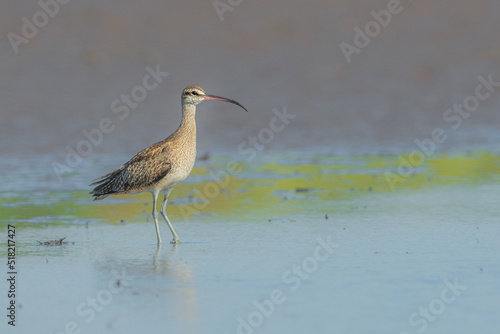 Eurasian Whimbrel wading in the waters of El Salvador photo