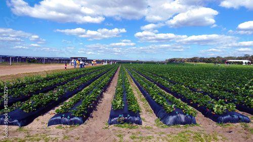 Strawberries horticulture farming with blue sky and clouds landscaping image photo picture